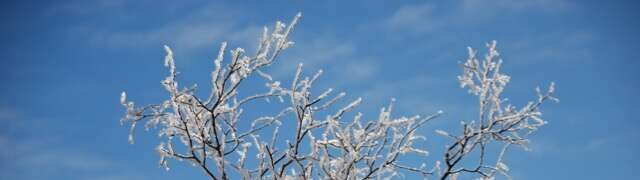 Frost on tree branches against blue sky